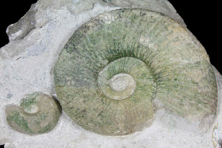 Ammonite (Orthosphinctes & Sutneria) Fossils on Rock - Germany #125891